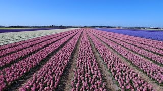 Dutch flower fields near Keukenhof The Netherlands drone footage [upl. by Annahvas]