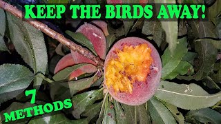 Best and Worst Bird Deterrent Methods [upl. by Lamee]