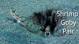 Working Shrimp Goby Pair  In the Wild  Kona Hawaii [upl. by Nylanna581]