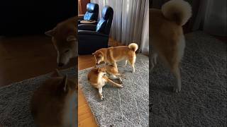 Beutiful Funny dogs shortsfeed dog [upl. by Anoirtac]