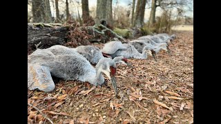 Tennessee Sandhill Crane Hunt [upl. by Aphrodite]