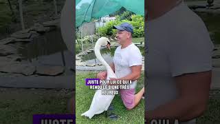 Lhistoire touchante dun homme et de son cygne cygne sauvetage animaux shorts [upl. by Ahsaeyt]