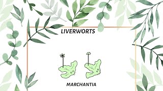 NCERT  marchantia [upl. by Annmaria78]