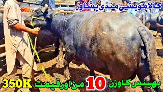 Kala Maweshi Mandi Peshawar New Updates  Cow Mandi 2024  Munsif Khan Vlog [upl. by Annirok]