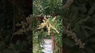 Bees are sucking pollen🐝🐝🐝 bee insects animals funny nature honey [upl. by Yenffit995]