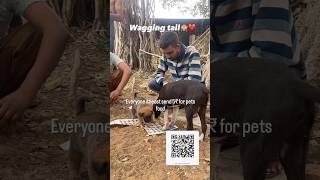 Wagging tail ❤️ doglover dogowner needfood needhelp food forpet food shorts viralvideo [upl. by Morville678]