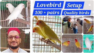 Visit Lovebird breeding setup 100 pairs 🤩 [upl. by Adnim]