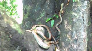 Ornate Flying Snake Sundarban India [upl. by Vola853]