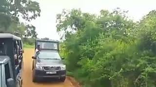 leopard attack yala national park Sri Lanka [upl. by Aitam844]