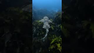 வித்தியாசமான ஷார்க் மீன்  Wobbegong Shark  Tamil Info Share shorts [upl. by Analram]