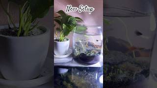 New guppies setup plantedtanksetup fishtank aquarium pets plantedaquarium myfishtank [upl. by Anitneuq]