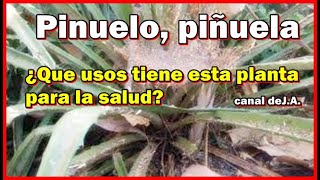 Pinuelo piñuela ¿Que usos tiene esta planta para la salud [upl. by Irfan]