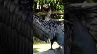 double crested cormorant birds animal ornithology nature birdspecies [upl. by Pitarys]