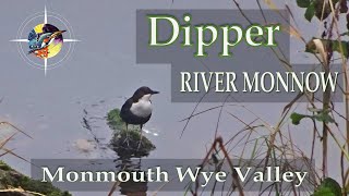 Dipper On The River Monnow In The River Wye Valley  Monmouth Town Nature [upl. by Aratal]