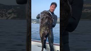 monstrous fish  Monkfish 🐸🫣 spearfishing fishing fisherman fish reef [upl. by Nuavahs402]