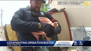 Police bust illegal cockfighting ring in Albuquerque [upl. by Etnasa]