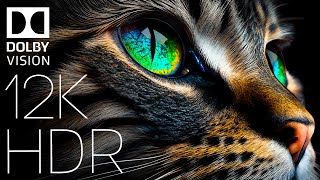 WORLD OF ANIMALS IN DOLBY VISION™  HDR 12K 60FPS TRUE CINEMATIC [upl. by Stillmann65]