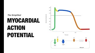 action potential in cardiac muscle physiology  cardiovascular physiology  cardiac action potential [upl. by Daughtry]