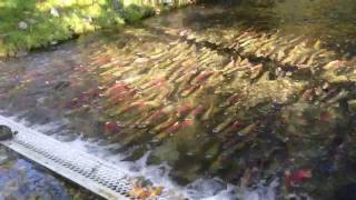 Weaver Creek Spawning Channel — BC Canada [upl. by Afas]