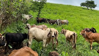 Entraron a lo bueno las vacas enchiqueramos a las terneras miren que fácil es 😱 [upl. by Bennet]