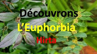 Euphorbia hirta Asthma herb partie 1 [upl. by Perloff]