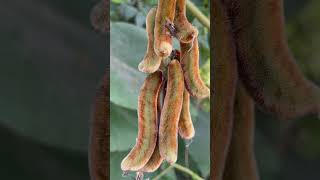 বাংলা নাম আলকুশি। Mucunapruriens monkeytamarind velvetbean Fabaceae botany lifescience [upl. by Hsetih]