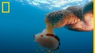 Mira esta TORTUGA marina DEVORAR una MEDUSA como si fuera un ESPAGUETI  NatGeo en Español [upl. by Meter638]