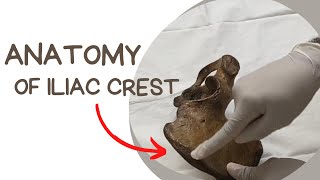 Anatomy of ILIAC CREST [upl. by Gylys766]