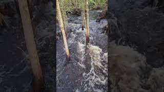 Stream with rapids Hyatt Regency Grand Cypress hotel Orlando Disney [upl. by Poulter]