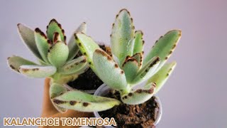 kalanchoe tomentosa cuidados donsuculento [upl. by Acilef]