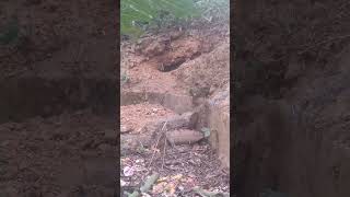 First Recording of Amazon Weasel [upl. by Barnaba847]