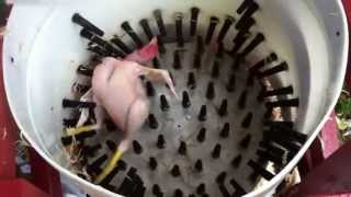 How to pluck a chicken in 14 seconds  Homemade Whizbang Chicken Plucker [upl. by Eniamart]