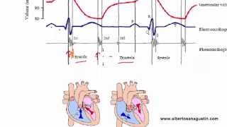 Auscultación Cardíaca 3 ECG y Ciclo Cardíaco [upl. by Trauner847]