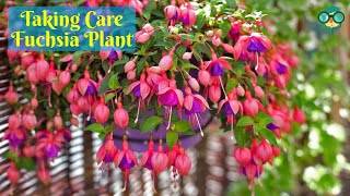 How to Care for Fuchsia Plants How to Grow Fuchsia Plants How to Take Care of a Fuchsia Plant [upl. by Anerres]