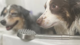 HammerHead Showers® ALL METAL Handheld Shower Head with Hose vs two mini Aussies [upl. by Larianna]