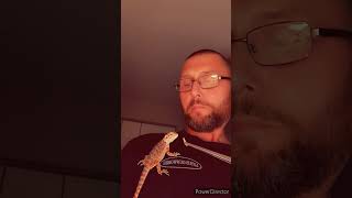 beardeddragon RED GRUBBING ON SOME WAXWORMSSHES A BEAST beardielove [upl. by Acilef826]