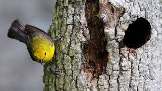 The Secret Life of Prothonotary Warblers [upl. by Wester]