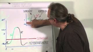 EKG für Pflege Teil 3  Elektrophysiologie 2 [upl. by Sandeep]