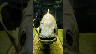 Coelacanth ancient fish Animals Facts factsinenglish [upl. by Arait]