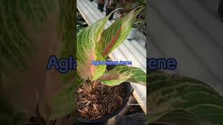 AGLAONEMA irene plants reviewhargaaglonematerbaru garden reviewaglonematerbaru nature [upl. by Nuawtna]