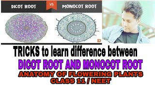 TRICKS TO LEARN DIFFERENCE BETWEEN DICOT ROOT AND MONOCOT ROOTANATOMY OF FLOWERING PLANTS TRICKS [upl. by Nitnilc91]