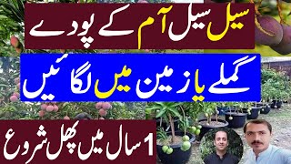 Mango Farming In Pakistan  All time Mango plant Grafted  Kissan Pakistan [upl. by Akerdna]