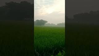 Loveliness arises🌝 nature sunrise paddyfields RANDOMNESS 🤗 [upl. by Tollman310]