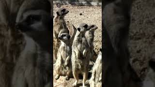 Suricatas endêmicos savana africa serengeti maasaimara [upl. by Intirb82]