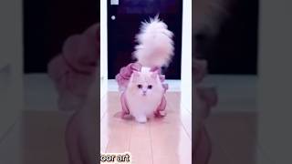 Lovely cat youtubeshorts hoorart cat [upl. by Stead]