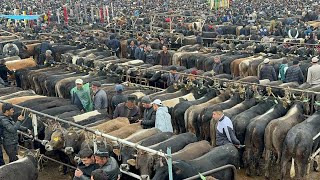 Central Asian Farmers Are Raising Millions Of Cattle This Way [upl. by Llenyaj628]