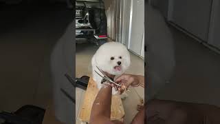 Grooming bichon [upl. by Kele]