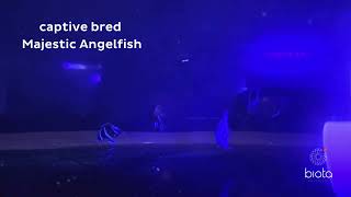 Bali captive bred Majestic Angelfish [upl. by Olinad]