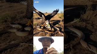 Eagle and Snake  animals shortsvideo viralvideo wildlife eagles [upl. by Awe788]