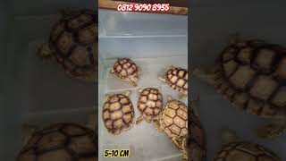 Sulcata 510 cm  hpwa  0812 9090 8935 [upl. by Leavy]